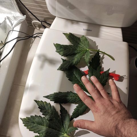 PINEAPPLE EXPRESS growlog timeline photo
