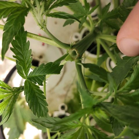 PINEAPPLE EXPRESS growlog photo: Se rompe otra rama