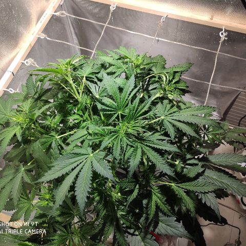 PINEAPPLE EXPRESS growlog timeline photo
