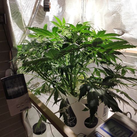 PINEAPPLE EXPRESS growlog timeline photo