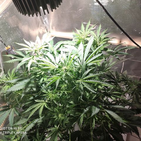 PINEAPPLE EXPRESS growlog timeline photo