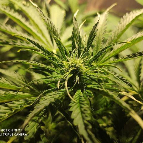 PINEAPPLE EXPRESS growlog timeline photo