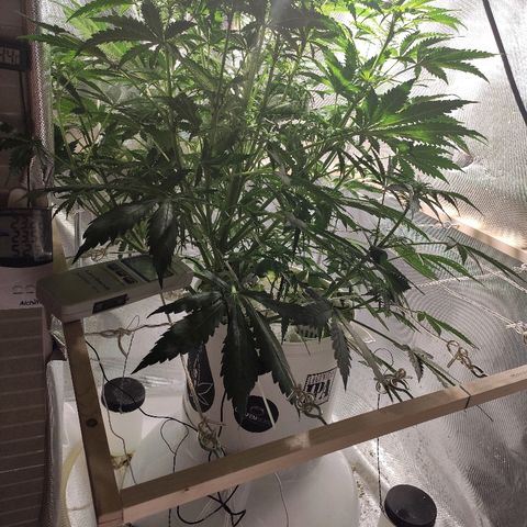 PINEAPPLE EXPRESS growlog timeline photo