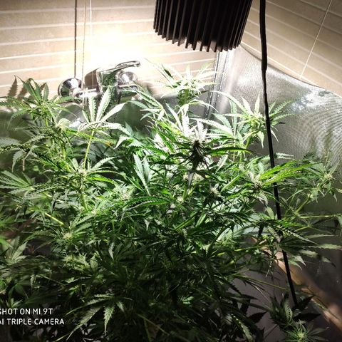 PINEAPPLE EXPRESS growlog timeline photo