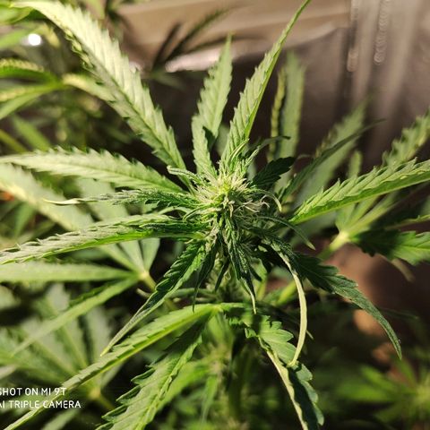 PINEAPPLE EXPRESS growlog timeline photo