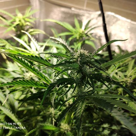 PINEAPPLE EXPRESS growlog timeline photo