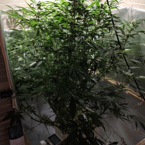 PINEAPPLE EXPRESS growlog timeline photo