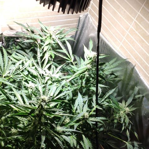 PINEAPPLE EXPRESS growlog timeline photo