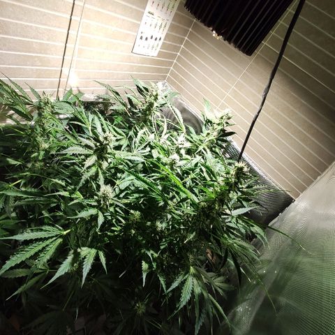 PINEAPPLE EXPRESS growlog timeline photo