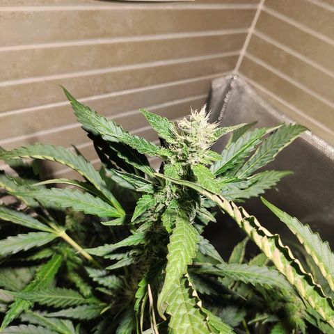 PINEAPPLE EXPRESS growlog timeline photo