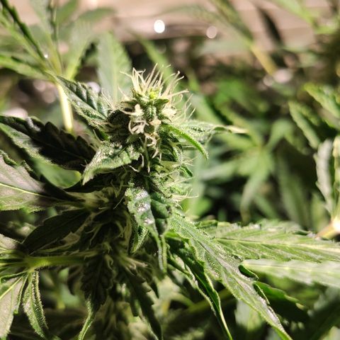 PINEAPPLE EXPRESS growlog timeline photo