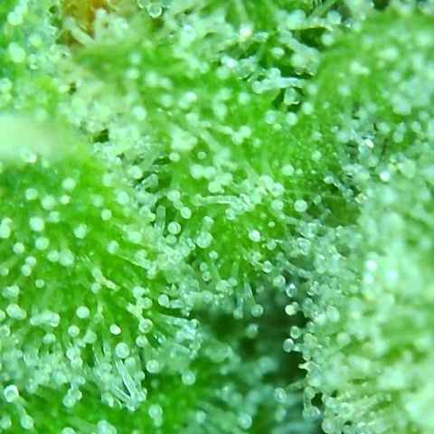 PINEAPPLE EXPRESS growlog timeline photo