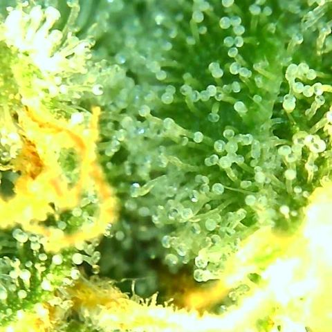 PINEAPPLE EXPRESS growlog timeline photo