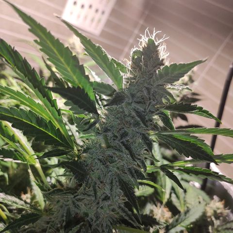 PINEAPPLE EXPRESS growlog timeline photo
