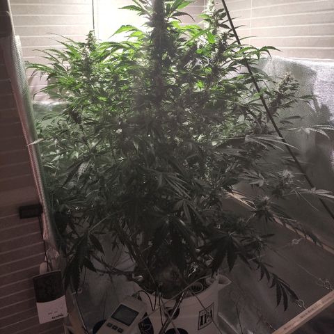 PINEAPPLE EXPRESS growlog timeline photo