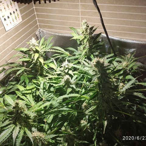 PINEAPPLE EXPRESS growlog timeline photo