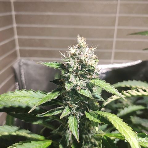 PINEAPPLE EXPRESS growlog timeline photo