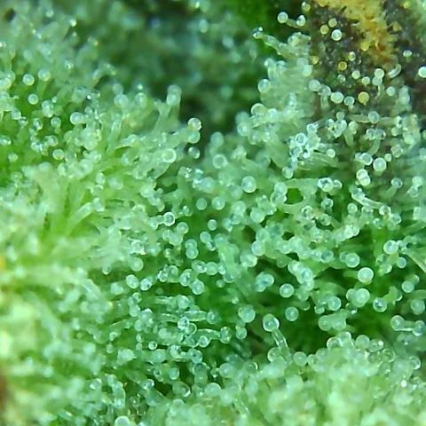 PINEAPPLE EXPRESS growlog timeline photo