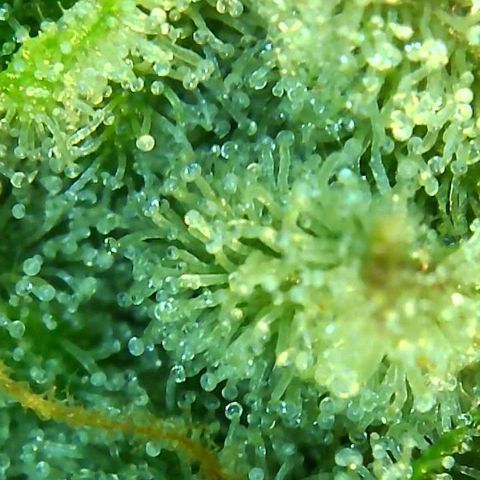 PINEAPPLE EXPRESS growlog timeline photo