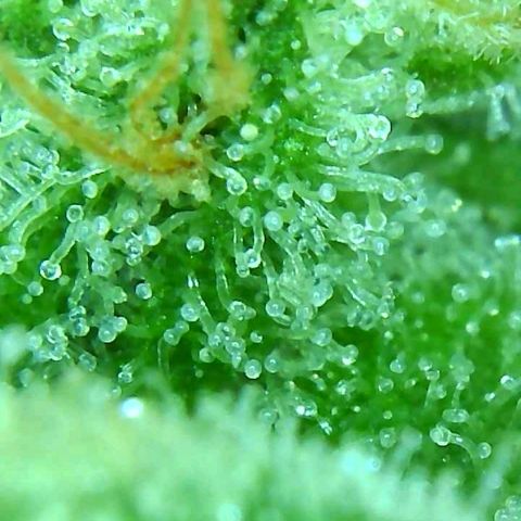 PINEAPPLE EXPRESS growlog timeline photo