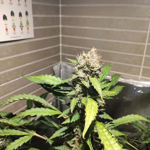 PINEAPPLE EXPRESS growlog timeline photo