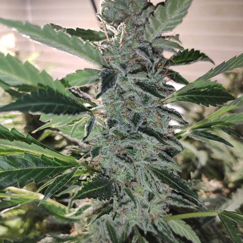 PINEAPPLE EXPRESS growlog timeline photo