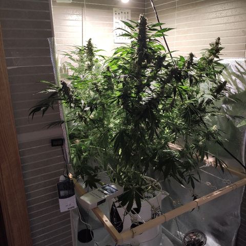 PINEAPPLE EXPRESS growlog timeline photo