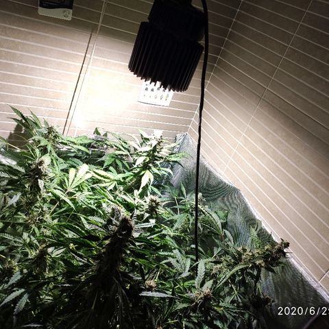 PINEAPPLE EXPRESS growlog timeline photo
