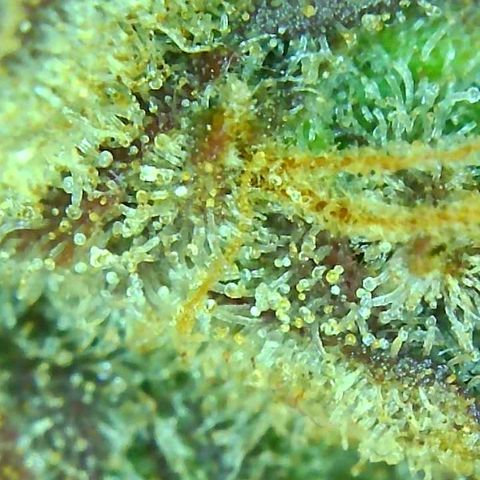 PINEAPPLE EXPRESS growlog timeline photo