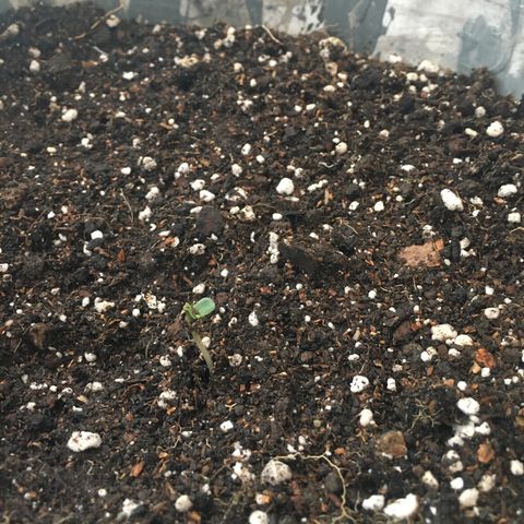 Dulcinea growlog photo: Con fuerza logró salir de la tierra!!!