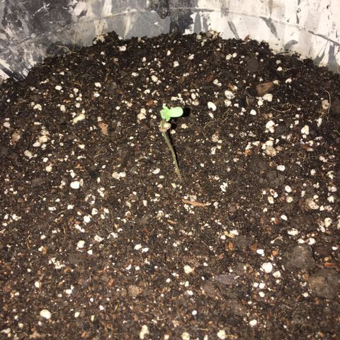 Dulcinea growlog timeline photo