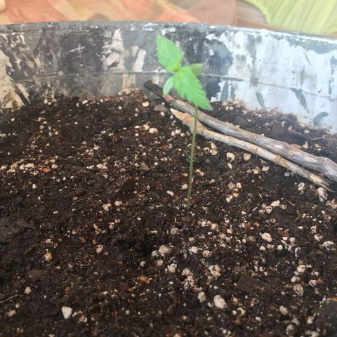 Dulcinea growlog timeline photo