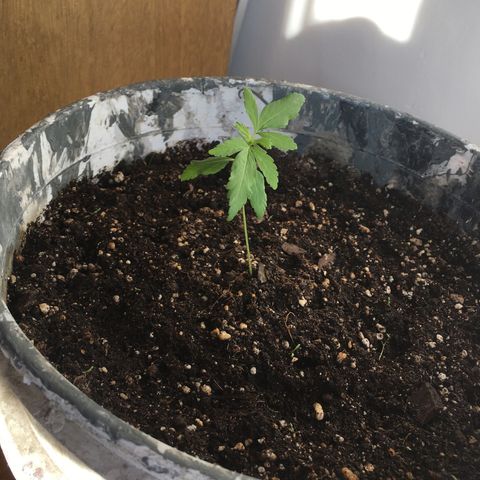 Dulcinea growlog timeline photo