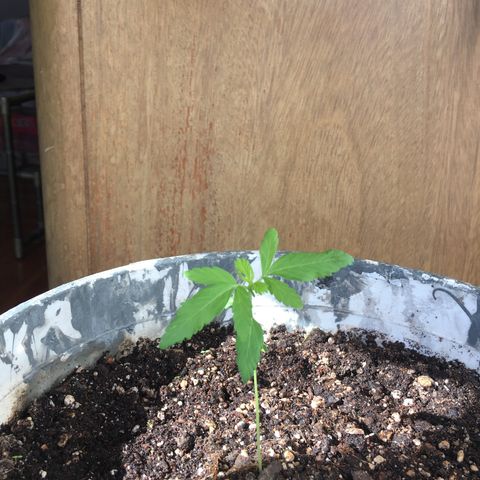 Dulcinea growlog timeline photo
