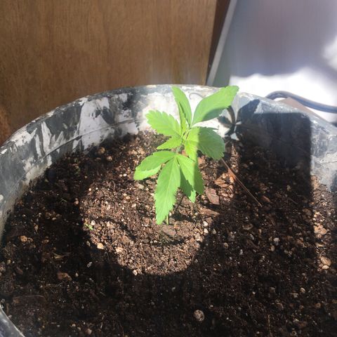 Dulcinea growlog timeline photo