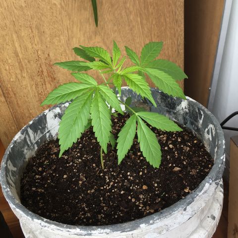 Dulcinea growlog timeline photo