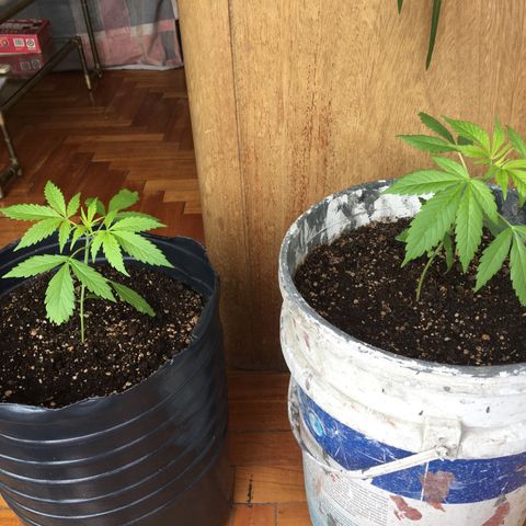 Dulcinea growlog timeline photo