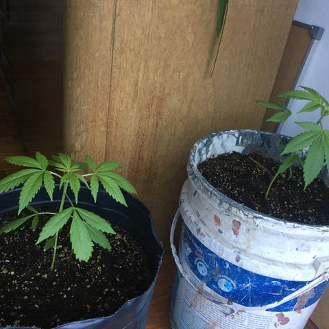 Dulcinea growlog timeline photo