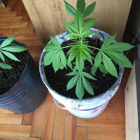 Dulcinea growlog timeline photo