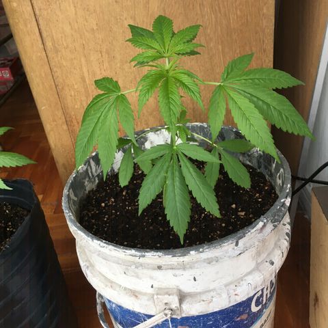 Dulcinea growlog timeline photo