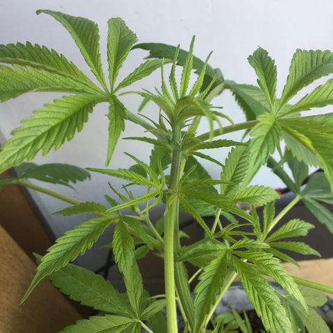 Dulcinea growlog timeline photo