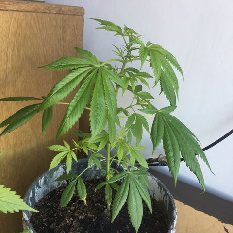 Dulcinea growlog timeline photo
