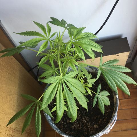 Dulcinea growlog timeline photo