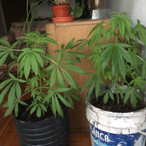 Dulcinea growlog timeline photo