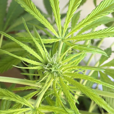 Dulcinea growlog timeline photo