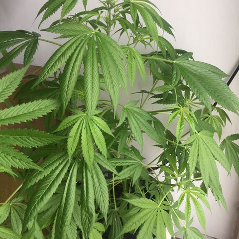 Dulcinea growlog timeline photo