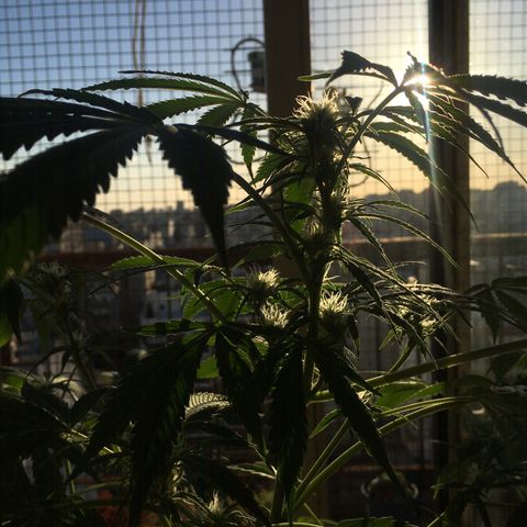 Dulcinea growlog timeline photo