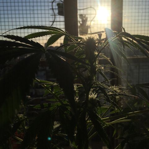 Dulcinea growlog timeline photo