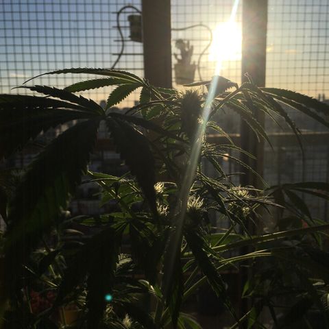 Dulcinea growlog timeline photo