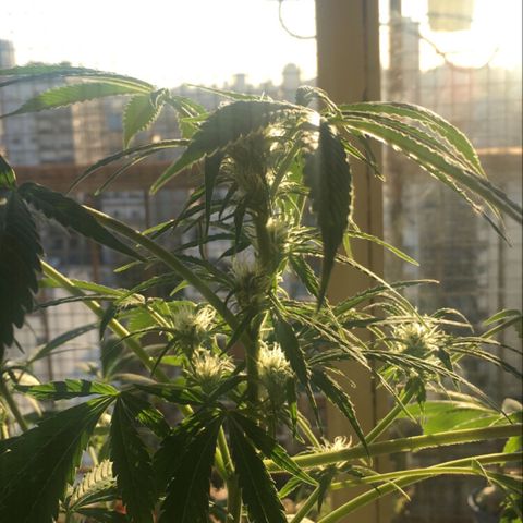 Dulcinea growlog timeline photo